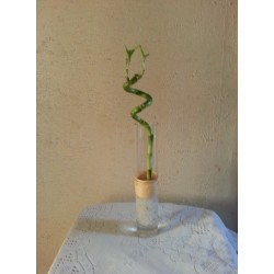 Lucky Bamboo